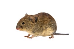 BROS - Nornit granulat na nornice i norniki 140g