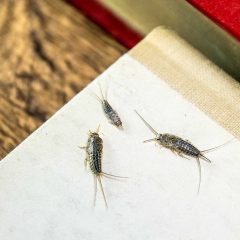 BROS - pułapka na rybiki