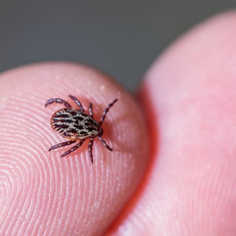 BROS - spray na odzież - odstrasza i zabija kleszcze 90ml