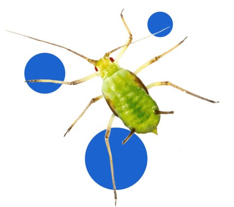 BROS - Parcan AE zwalcza mszyce spray 400ml