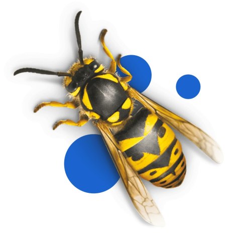 BROS - płyn do pułapki na osy 200ml