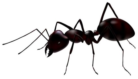 EXPEL - proszek na mrówki 100g