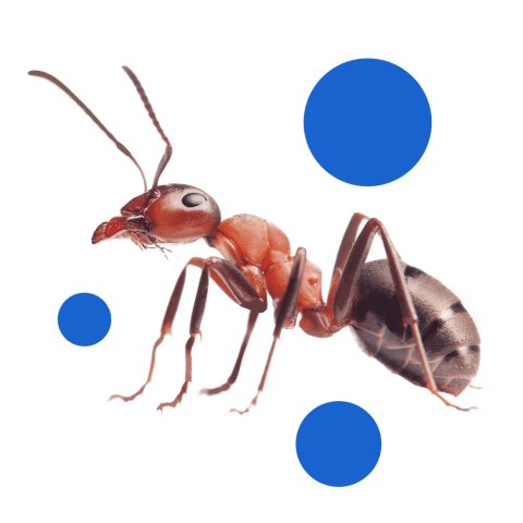 EXPEL - proszek na mrówki 700g